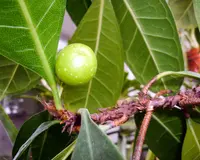 Ficus cyathistipula indoor