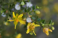 creosote bush