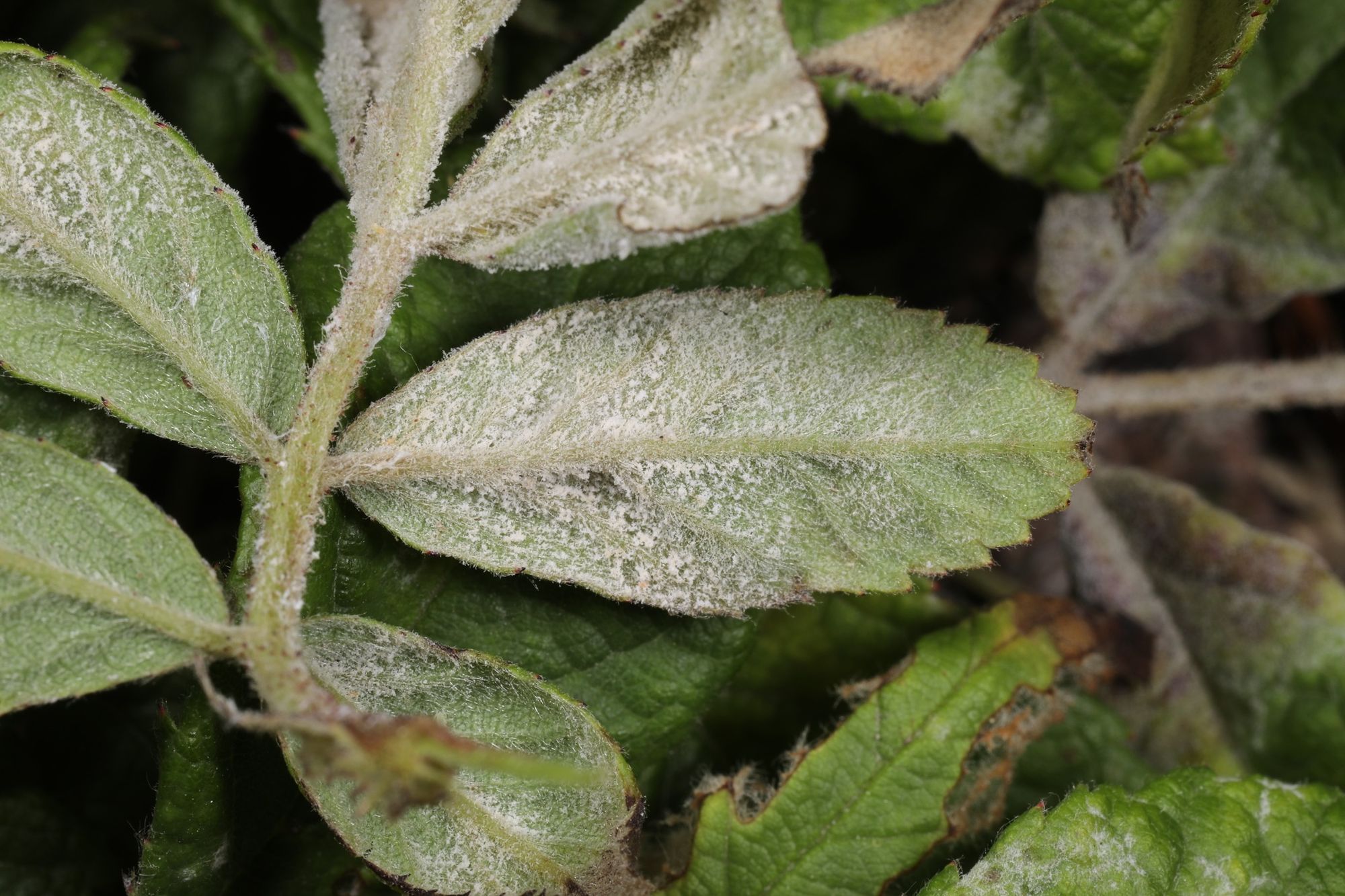 Powdery mildew