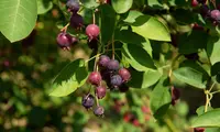 Allegheny serviceberry (Amelanchier laevis) plant