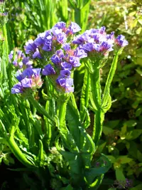 wavyleaf sea lavender (Limonium sinuatum) plant