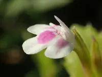 Bonnaya ciliata (Bonnaya ciliata) plant