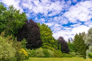 trees