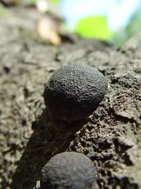 Cramp Balls