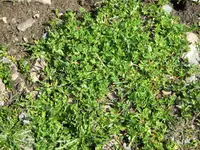 Five-leaved Alchemilla