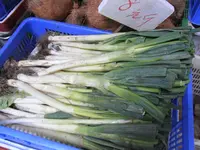 welsh onion