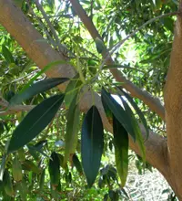 Ficus binnendijkii