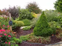 Dwarf Alberta Spruce