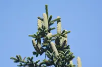 Algerian Fir