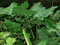 Alocasia sarawakensis