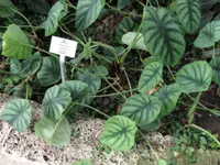 Alocasia cuprea