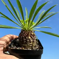 Euphorbia bupleurifolia