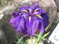 Japanese iris
