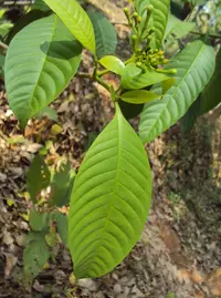 alternate-leaved crape jasmine