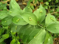Spanish Butcher's-broom