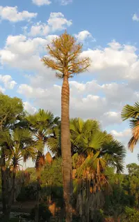 gebang palm