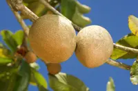 mammee sapote (Pouteria sapota) plant