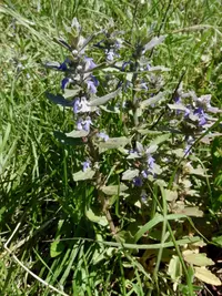 Ajuga integrifolia