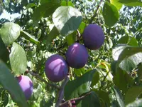 European plum