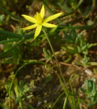 Stars (Pauridia capensis) plant
