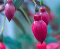 Fuchsia-×-standishii flowers