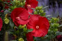 Hibiscus Summerific Cranberry Crush