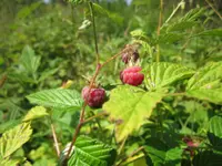 Raspberry