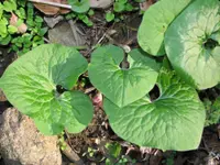 wild ginger