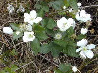 sawtooth blackberry