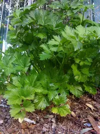 wild celery