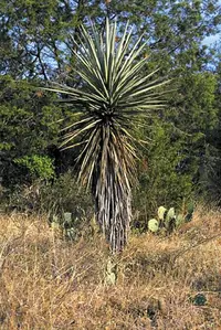Don Quixote's lace