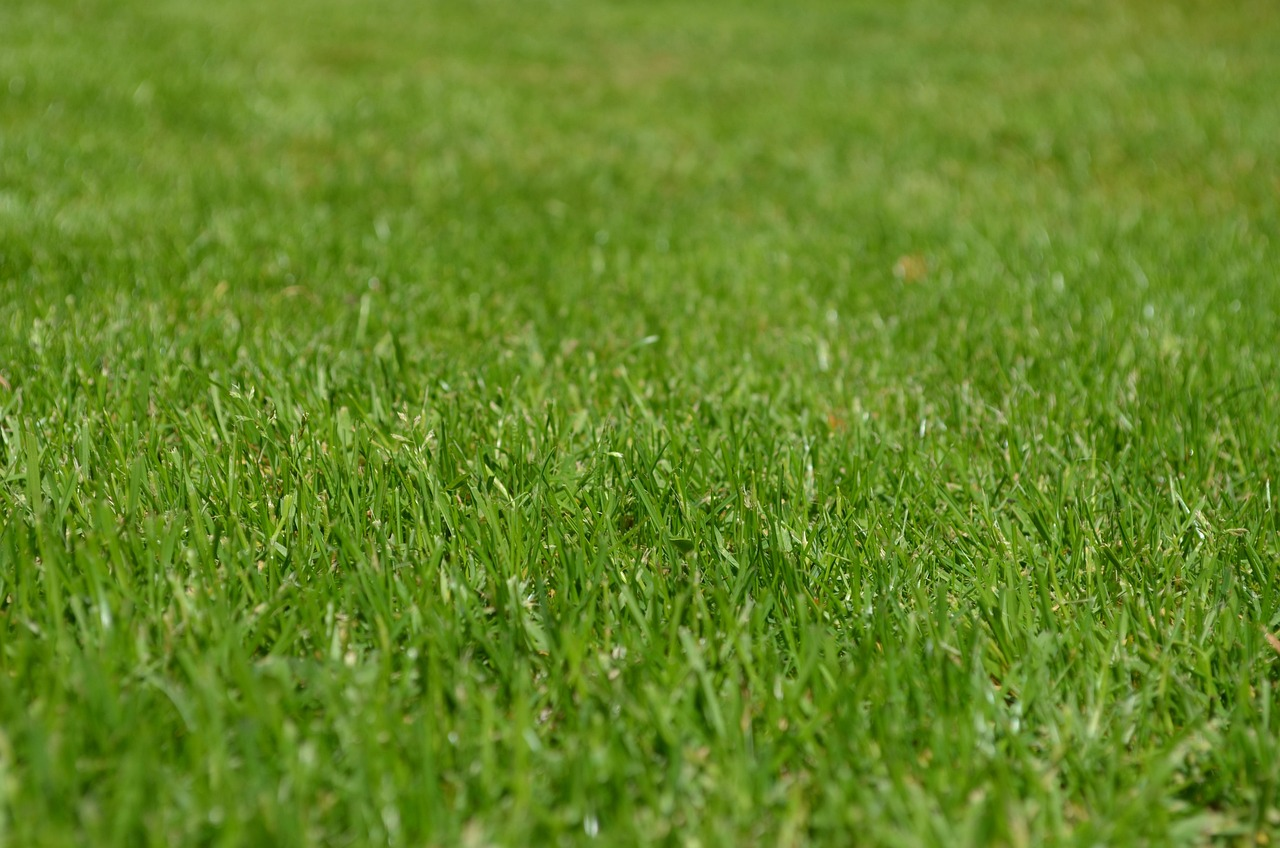 Lawn