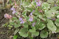 Glechoma hederacea 'Variegata' blooms