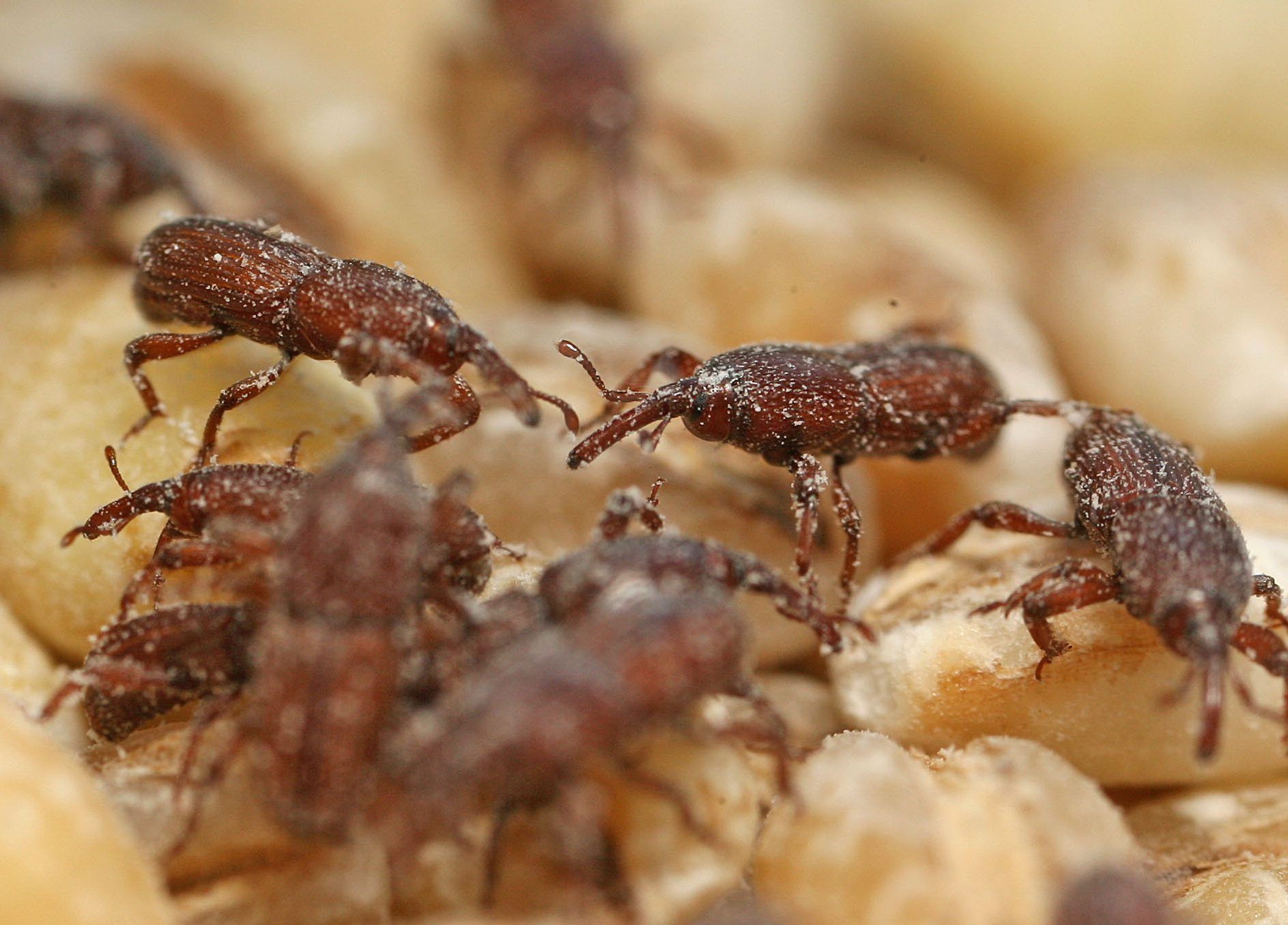 Tiny Black Bugs That Look Like Poppy Seeds - Grain Weevils