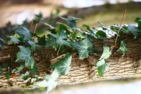 Hedera helix outdoor