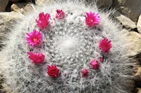 Old Lady Cactus (Mammillaria hahniana) plant