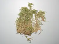 sphagnum (Sphagnum subnitens) plant