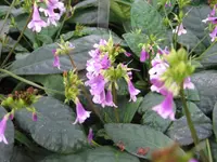 Mexican foxglove