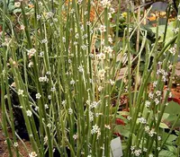 candelilla (Euphorbia antisyphilitica) plant