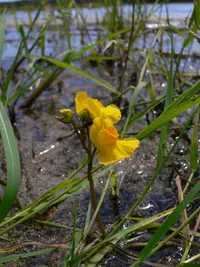 Bladderwort