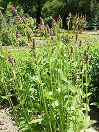 artichoke betony