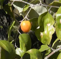 Chinese Apple