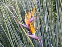 Narrow-leafed Bird of Paradise