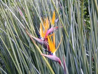 Narrow-leafed Bird of Paradise (Strelitzia juncea) plant