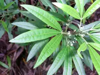 Stinkwood (Zieria arborescens) plant