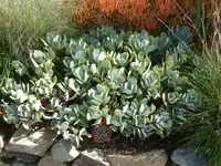 Crassula arborescens