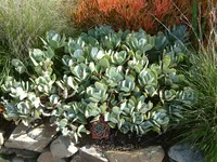 Crassula arborescens