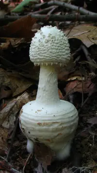 American Abrupt-Bulbed Lepidella