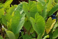 Elephant Ear