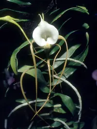 Angraecum ramosum